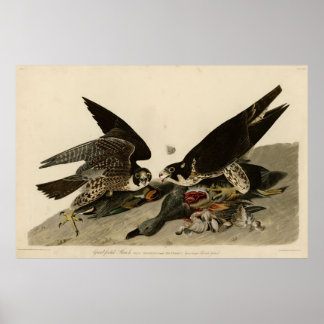 Bird, America, Great Footed Hawk, Audubon, Vintage Poster