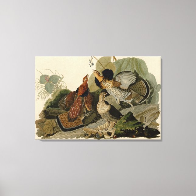 Bird, America, Ruffed Grouse, Audubon, Canvas (Front)