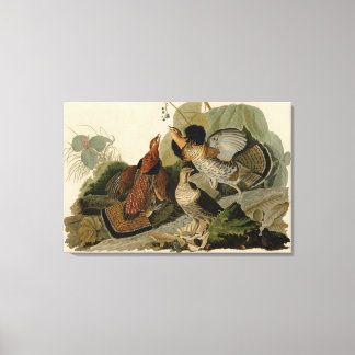 Bird, America, Ruffed Grouse, Audubon, Canvas Print