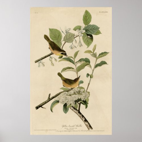 Bird America Yellow Breasted Warbler Audubon Poster