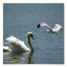 Bird and Swan Playing on a