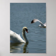 Bird and Swan Playing on a