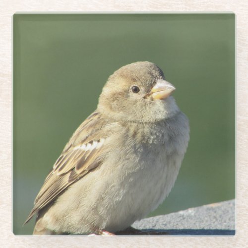 Bird Animal Photo Small Brown House Sparrow Glass Coaster