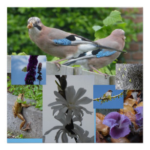 Blue Jay Poster, Zazzle