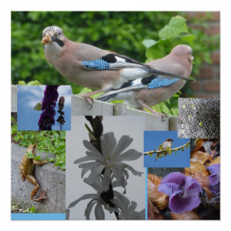 Bird Animal Plants Collage Square Poster