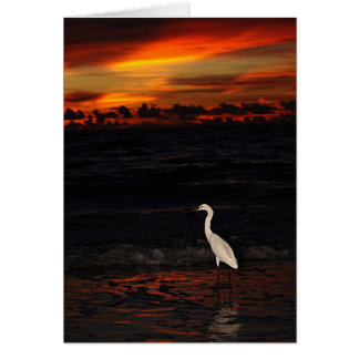 Bird at Sunset Cards
