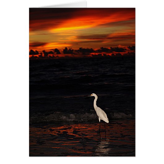 Bird at Sunset Cards (Front)