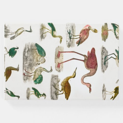 bird birds flightless new zealand flightless T Guest Book