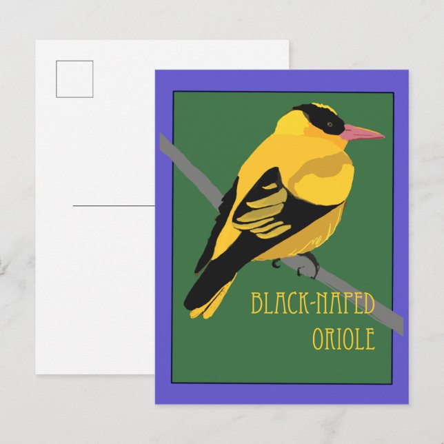 Bird - Black-naped Oriole Postcard (Front/Back)