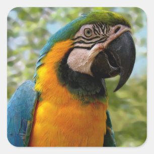 Bird: Blue and Gold Parrot sticker