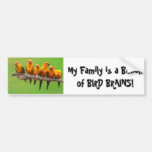 Bird Brains Bumper Sticker