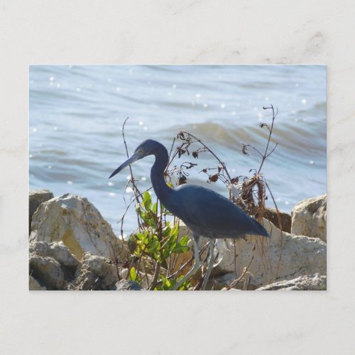 Bird By the Bay Little Blue Heron Safety Harbor  Postcard