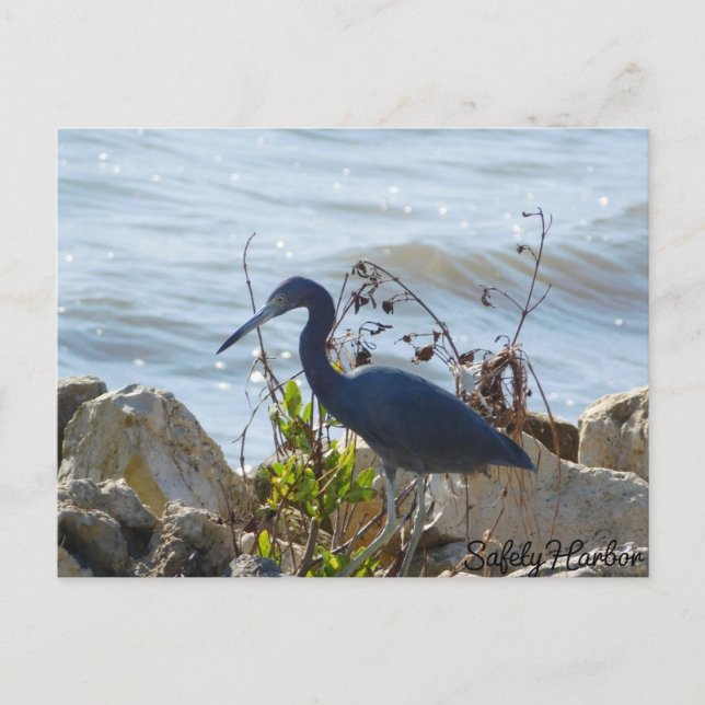 Bird By the Bay Little Blue Heron Safety Harbor Postcard (Front)