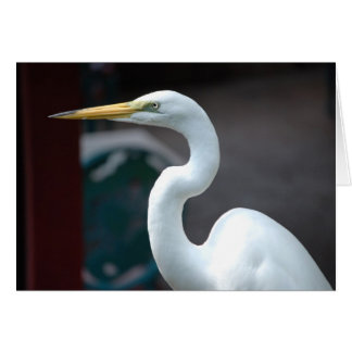 Bird Cards