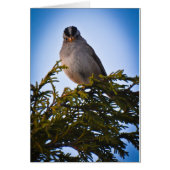 Bird Cards (Front)
