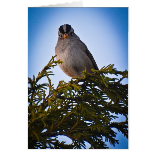 Bird Cards (Front)