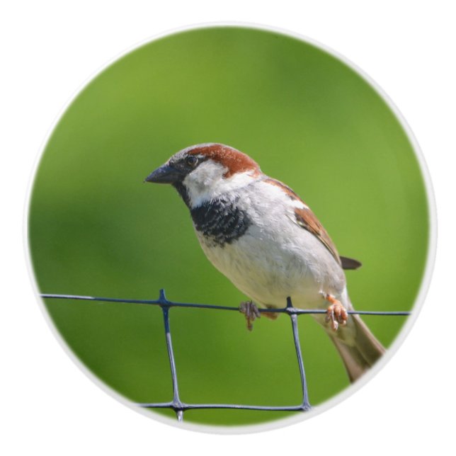 Bird Ceramic Knob (Front)