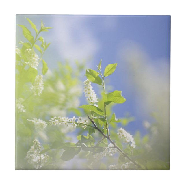 Bird Cherry Tree Blossoms Flowers Sky Ceramic Tile (Front)