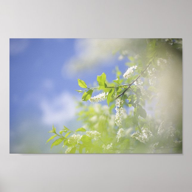 Bird Cherry Tree Blossoms Flowers Sky Poster (Front)