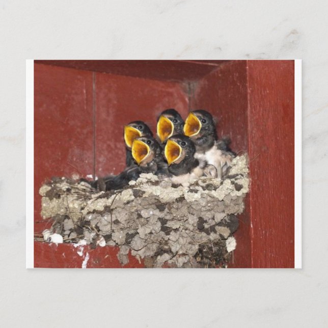 Bird Choir Postcard (Front)