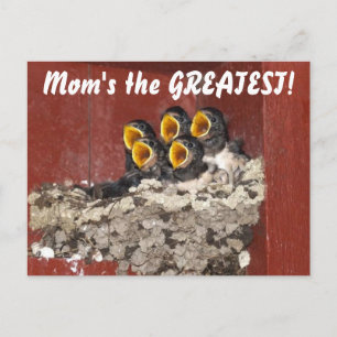 Bird Choir Sings Happy Mother's Day to Mom Postcard