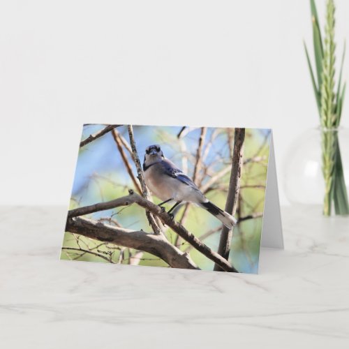 Bird Collection Blue Jay blank notes Card
