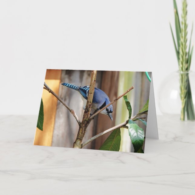 Bird Collection: Blue Jay (blank notes)  Card (Front)