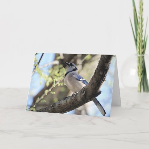 Bird Collection Blue Jay blank notes Card