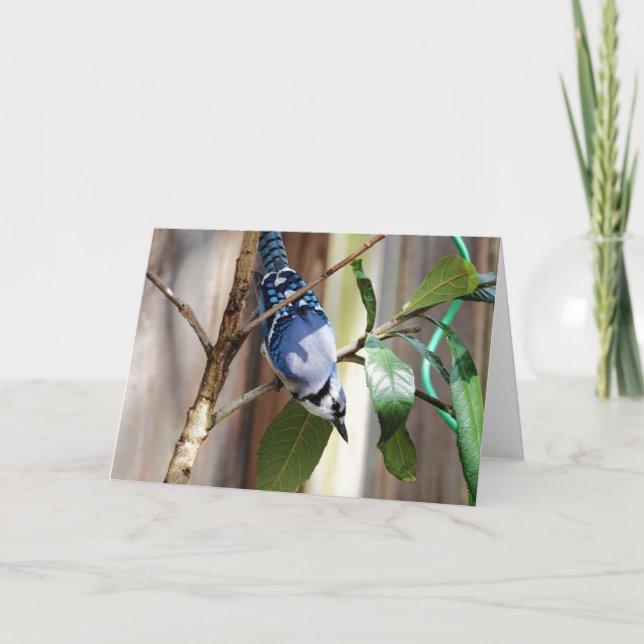 Bird Collection: Blue Jay (blank notes) Card (Front)