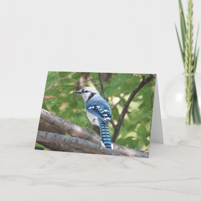 Bird Collection: Blue Jay (blank notes) Card (Front)