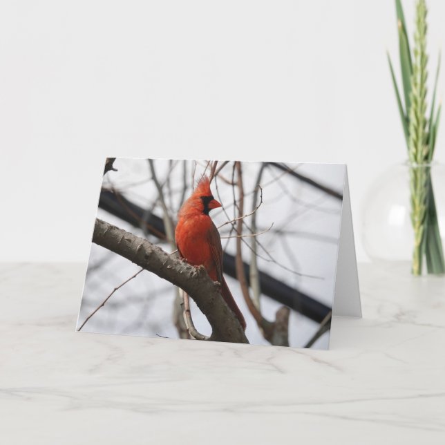 Bird Collection: Northern Cardinal (blank notes) Card (Front)