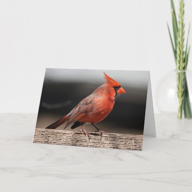 Bird Collection: Northern Cardinal (blank notes) Card (Front)
