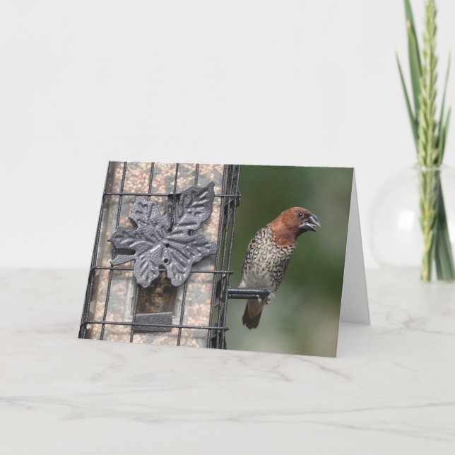 Bird Collection: Spice Finch (blank notes)  Card (Front)
