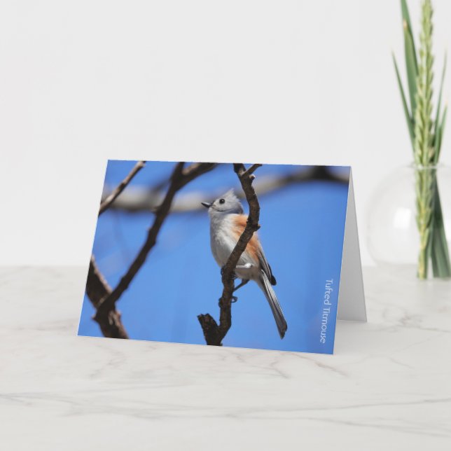 Bird Collection: Tufted Titmouse (blank notes) Card (Front)