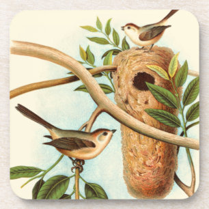 Bird Couple on a Nest Perched on a Branch Beverage Coaster
