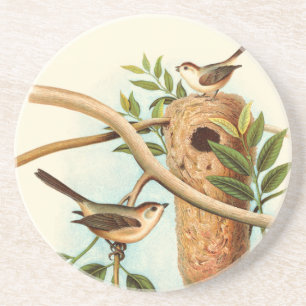 Bird Couple on a Nest Perched on a Branch Drink Coaster