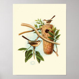 Bird Couple on a Nest Perched on a Branch Poster