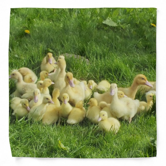 bird, duck, duckling, yellow, nature, cute, baby, bandana (Front)