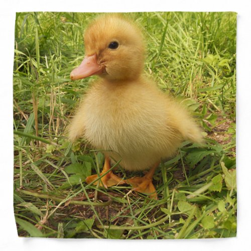 bird duck duckling yellow nature cute baby bandana