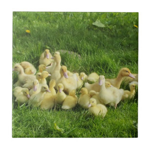bird, duck, duckling, yellow, nature, cute, baby, ceramic tile