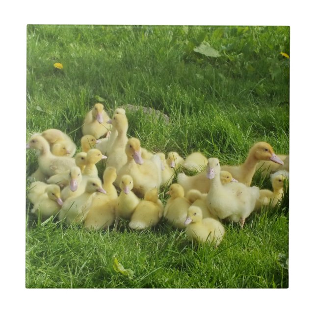 bird, duck, duckling, yellow, nature, cute, baby, ceramic tile (Front)