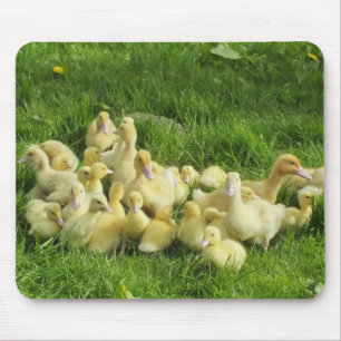 bird, duck, duckling, yellow, nature, cute, baby, mouse pad