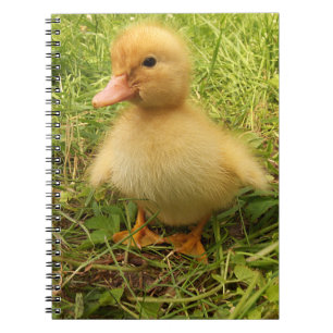 bird, duck, duckling, yellow, nature, cute, baby, notebook