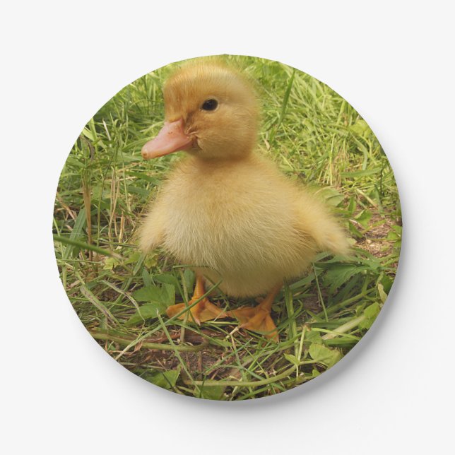 bird, duck, duckling, yellow, nature, cute, baby, paper plates (Front)