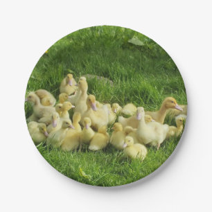 bird, duck, duckling, yellow, nature, cute, baby, paper plates