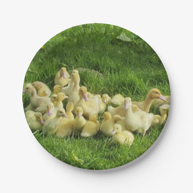bird, duck, duckling, yellow, nature, cute, baby, paper plates (Front)