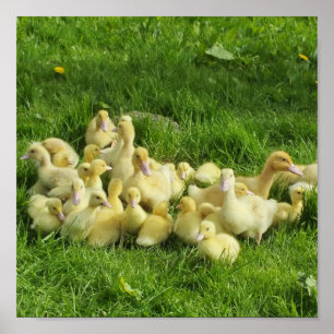 bird, duck, duckling, yellow, nature, cute, baby, poster