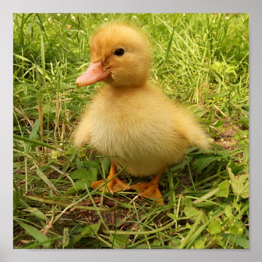 bird, duck, duckling, yellow, nature, cute, baby, poster | Zazzle