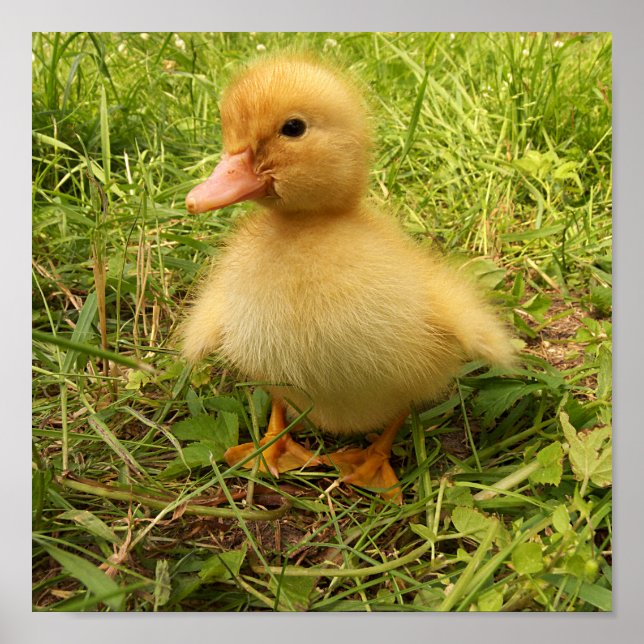 bird, duck, duckling, yellow, nature, cute, baby, poster (Front)
