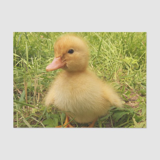 bird, duck, duckling, yellow, nature, cute, baby, tissue paper (Front)